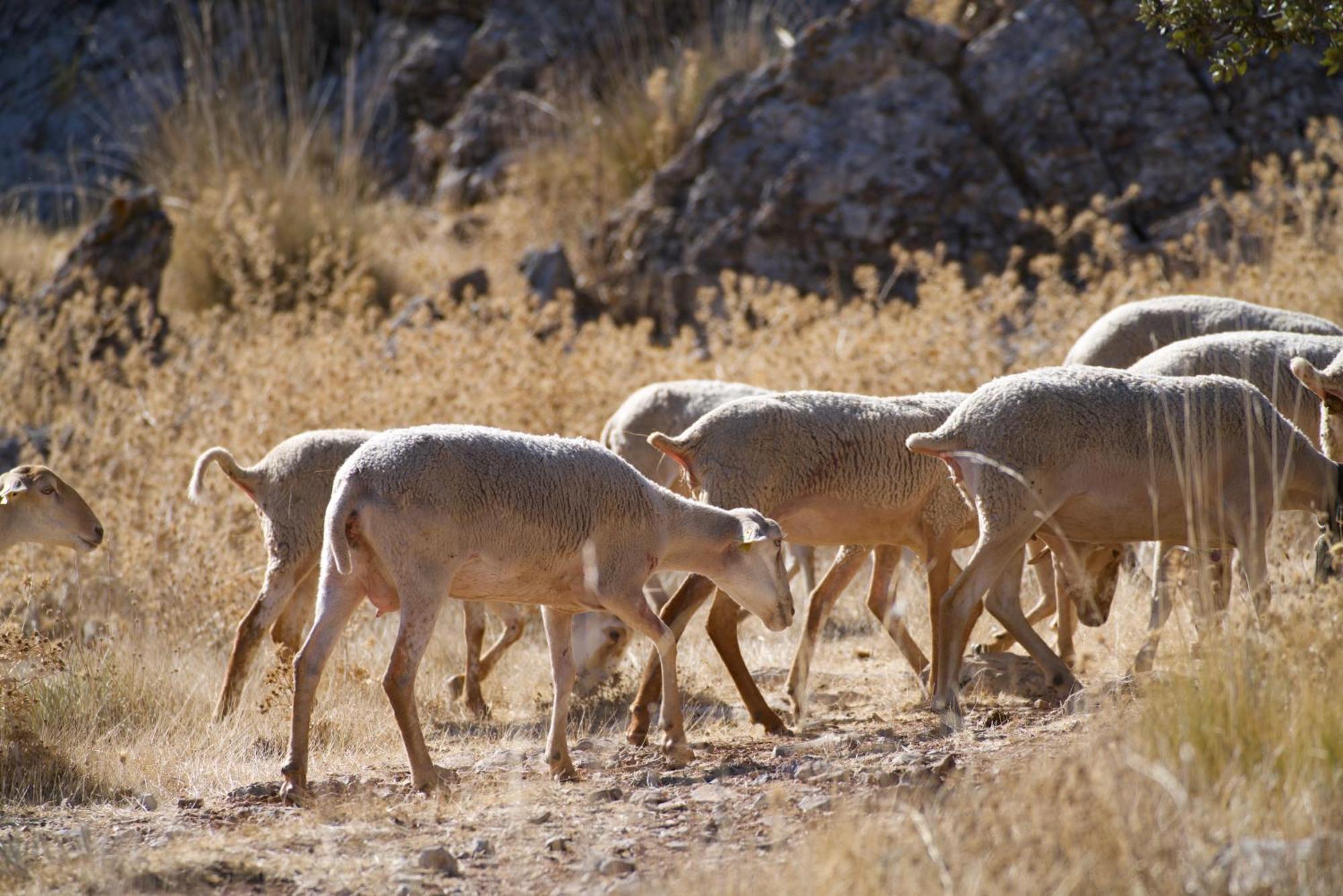 Casa Cueva Rural Vico Ideal Grandes Grupos Freila المظهر الخارجي الصورة